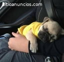 Cheap Pug Puppies for sale Near Me
