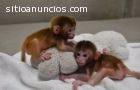 Monos hermosos del bebé del aumento del