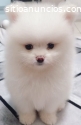 Beautiful male and female Pomeranian