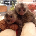 Mono titi adorable para la adopción