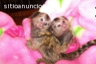 Monos tití de bebé para su adopción.