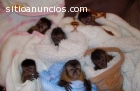 bebé mono chimpancé y los bebés
