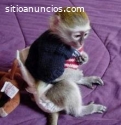 Mono capuchino hembra para adopción