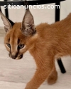 gatito caracal, caracat disponible