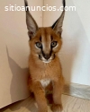 gatito caracal, caracat disponible