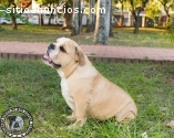 HERMOSO BULLDOGS INGLES