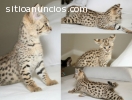 4 Sabana gatitos disponibles