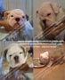 bulldog ingles de 53 dias