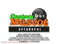 bulldog ingles de caninos mascot