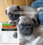 pug carlinos cachorros