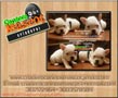 bulldog frances aqui esta tu cachorro