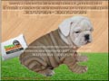 bulldog ingles lo nuevo