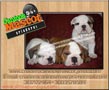 bulldog ingles de locura