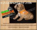bulldog ingles hermosos muy ñatos