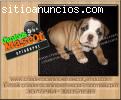 bulldog ingles antojate de ellos