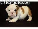 Bulldog Inglés cachorros para su aprobación