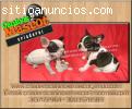 bulldog frances caninos mascot