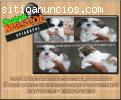 shitzu hermosos de caninos mascot