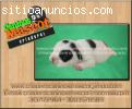 bulldog frances tu cachorro esta aqui