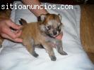 VENDO HERMOSOS CACHORRITOS POMERANIAS LULU