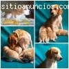 Se vende cachorro Beagle limon $ 480.000 en M