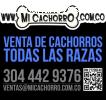 Se vende cachorro Fox Terrier hembra o macho