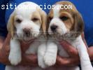 Se vende cachorro Beagle tricolor hembra o ma