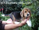 venta de cachorros beagle