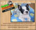 bulldog frances listos para entregar