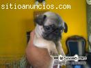 Se vende cachorro Pug Carlino hembra o macho