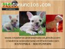 bulldog frances vaquitas y fawn disponibles