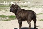 Pitbull macho hermoso y reproductiva par