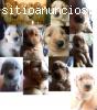 Hermosas Hembras Golden Retriever a la V