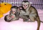 Monos capuchinos, monos ardilla, monos a