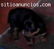Cachorros rottweiler linea alemana 100%