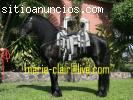 magníficos caballos frisones.