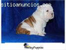 REGALO DE BULLDOG INGLES CACHORROS