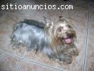 ADORABLES CACHORROS YORKSHIRE TERRIER