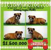 Bulldog Ingles Divinos de Criadero Bullc