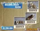 Bulldog Frances de Criadero Bullcanes