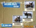 Bulldog ingles y bulldog frances los mas