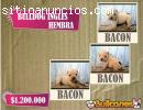 Bulldog Ingles Divinos de Criadero Bullc
