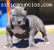 hermosos cachorros pitbull machos para l