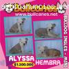 Bullcanes los mejores Bulldog Ingles- en