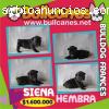 Bullcanes los mejores Bulldog Ingles- fr