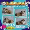 bulldog ingles PROMOCIONpupies bullcanes