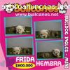 Bullcanes lindos cachorros Bulldog ingle