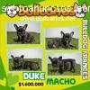 Bulldog Frances lindos cachorros Bullcan