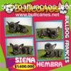 Venta Bulldog Ingles y Frances Bullcanes