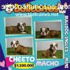 Venta Bulldog Ingles Cachorros Bullcanes